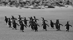 gentoo penguin