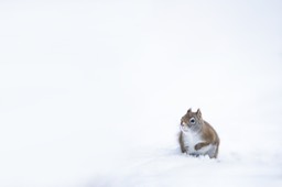 american red squirrel