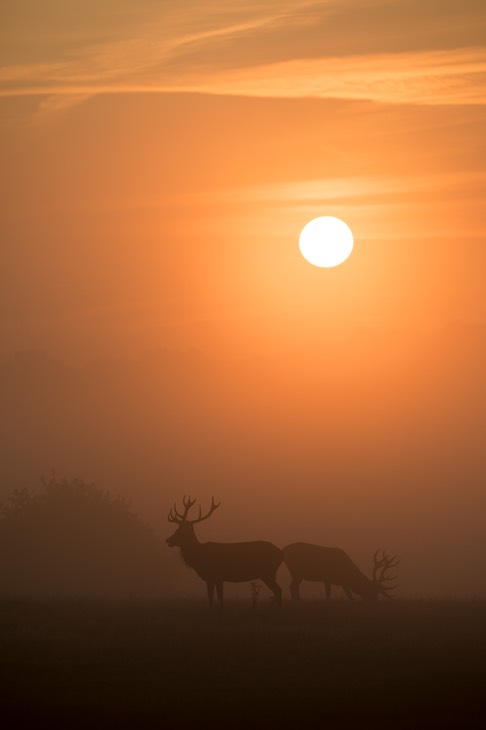 red deer