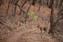 bengal tiger