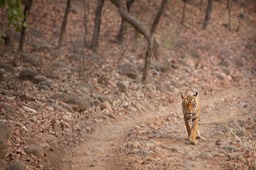 bengal tiger