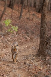 bengal tiger