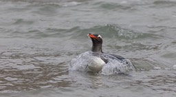 gentoo penguin