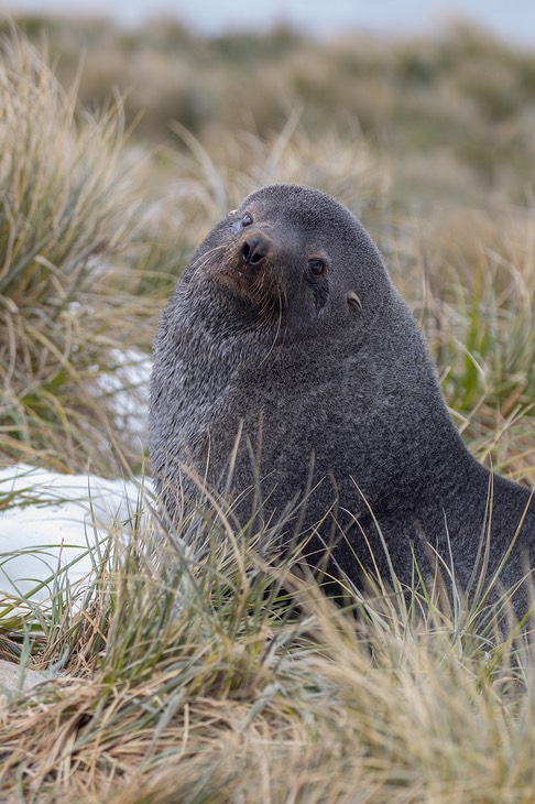 southern fur seal