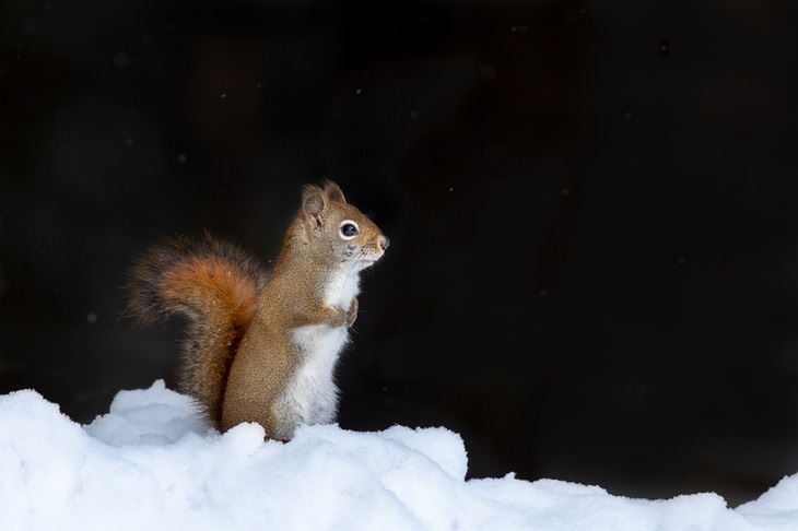 american red squirrel