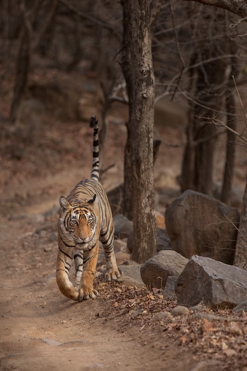 bengal tiger