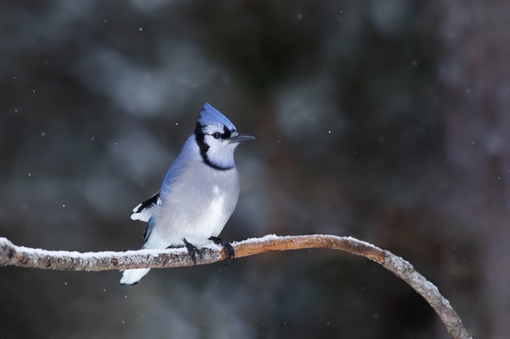 blue jay