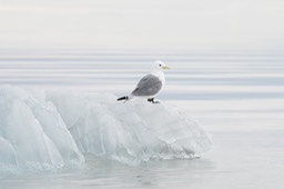 kittiwake