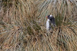 gentoo penguin