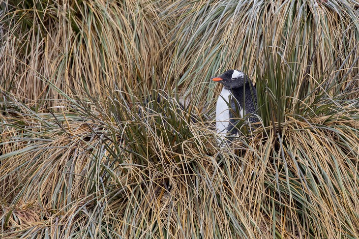 gentoo penguin