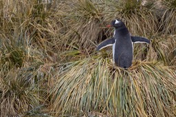 gentoo penguin