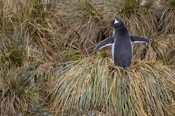 gentoo penguin