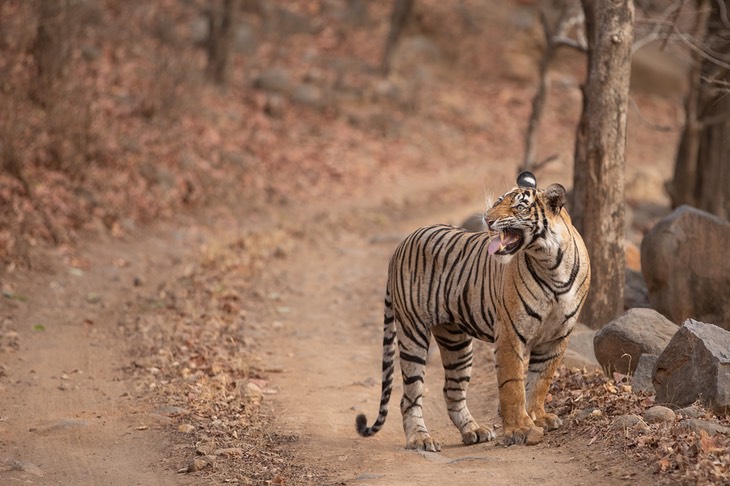 bengal tiger