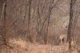 bengal tiger