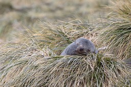 southern fur seal