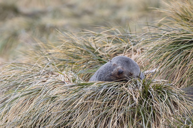 southern fur seal