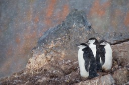 chinstrap penguin