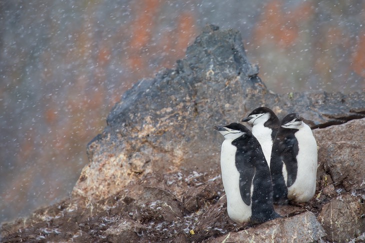 chinstrap penguin