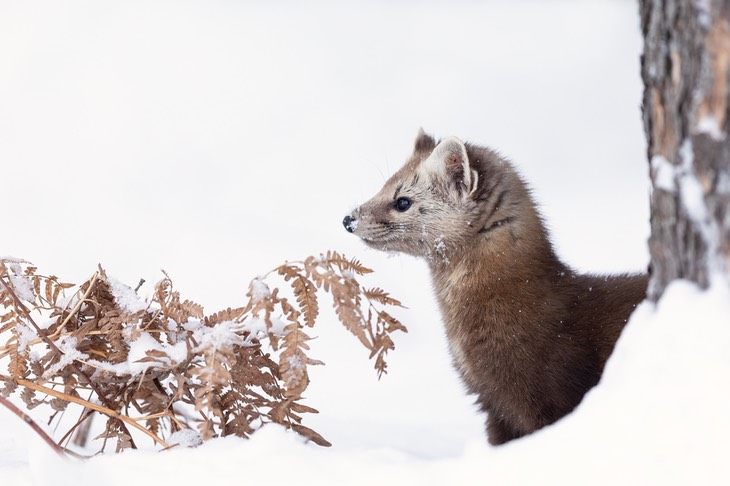 american pine marten