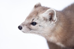 american pine marten