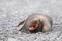 southern fur seal