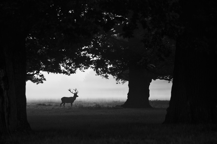 red deer