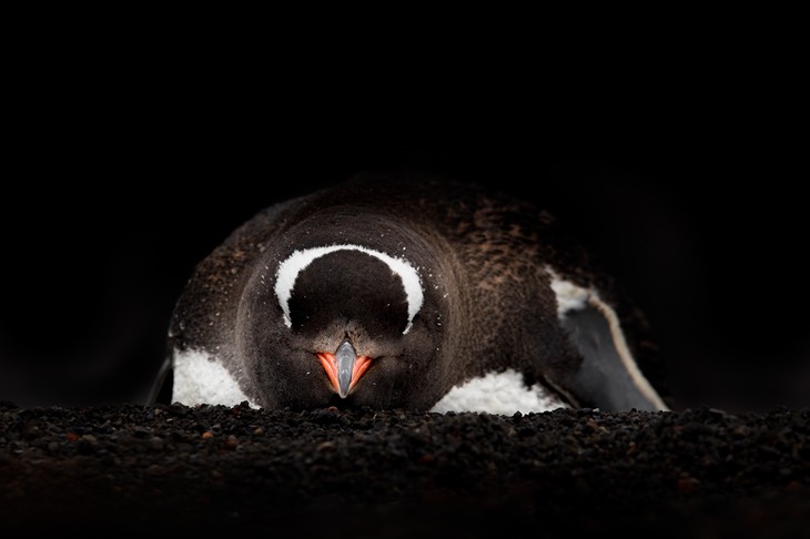 gentoo penguin