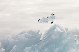 kittiwake