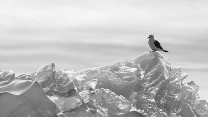 kittiwake