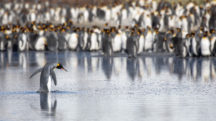 king penguin