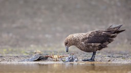 brown skua