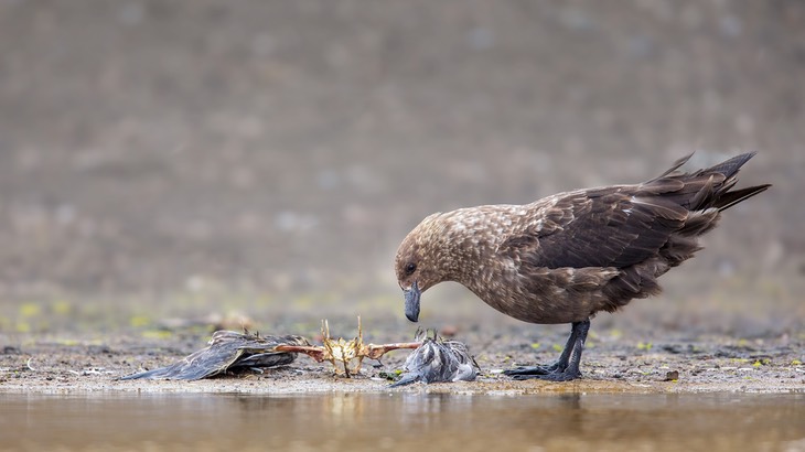 brown skua