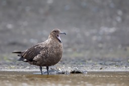 brown skua