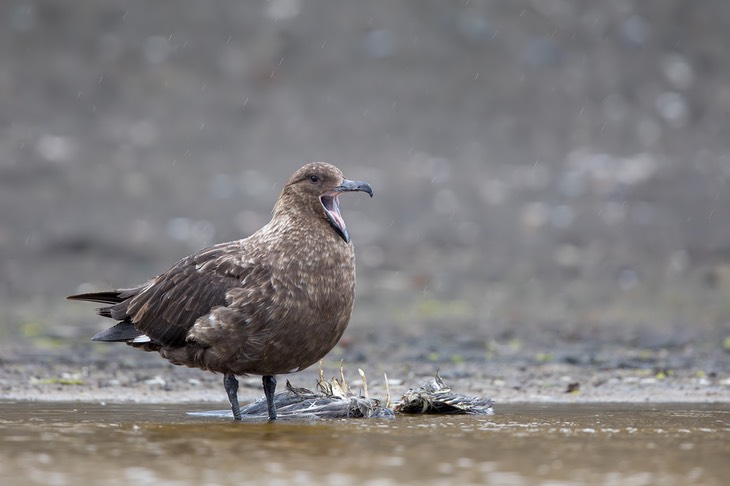 brown skua