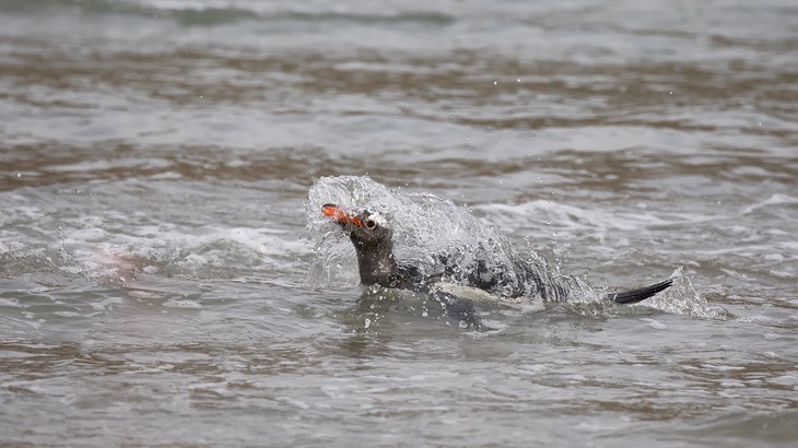 gentoo penguin