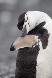 chinstrap penguin