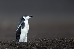 chinstrap penguin