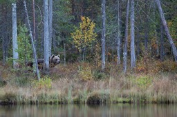 brown bear