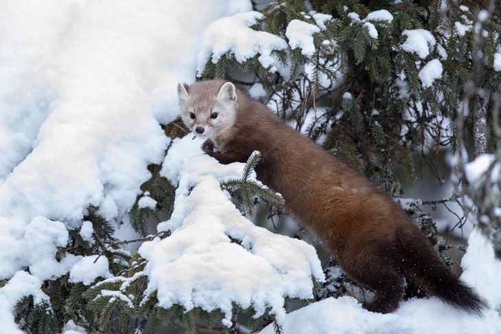 american pine marten