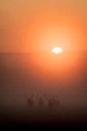 red deer