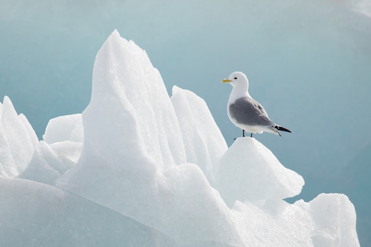 kittiwake