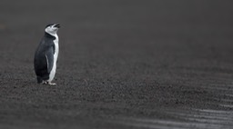 chinstrap penguin