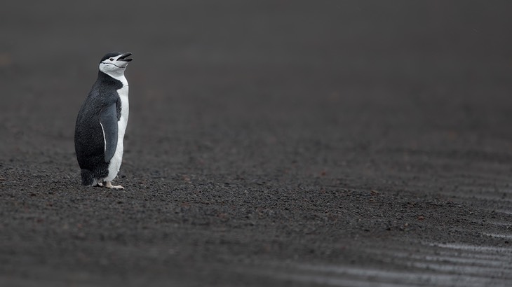 chinstrap penguin