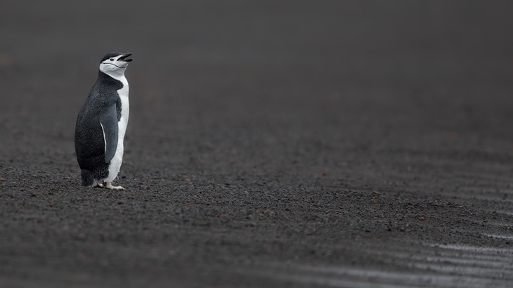 chinstrap penguin