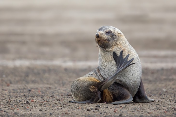 southern fur seal