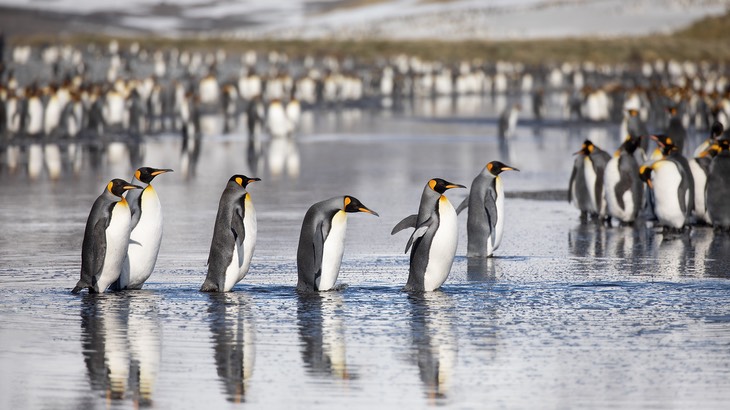 king penguin