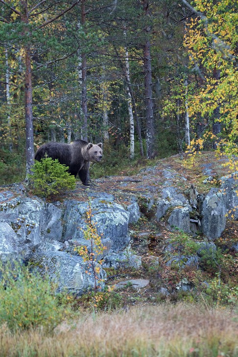 brown bear