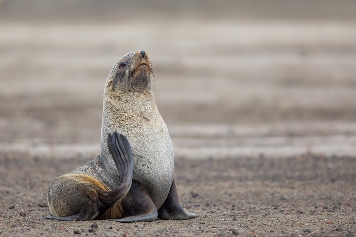 southern fur seal