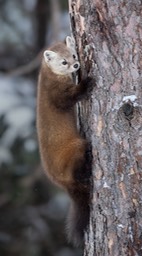 american pine marten