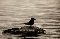 arctic tern